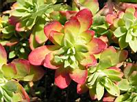 Sedum Compressum (fam. Crassulacees) (Amerique du nord, Mexique) (02) (Photo F. Mrugala)